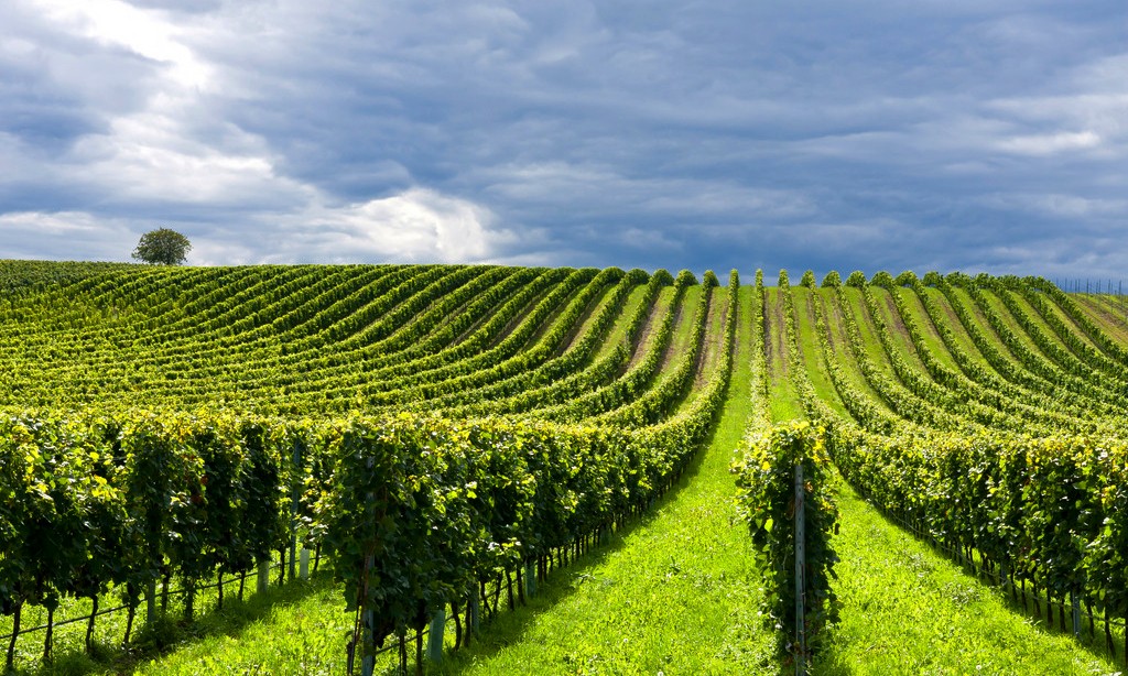 15573703494767.jpg 葡萄園_2.jpg