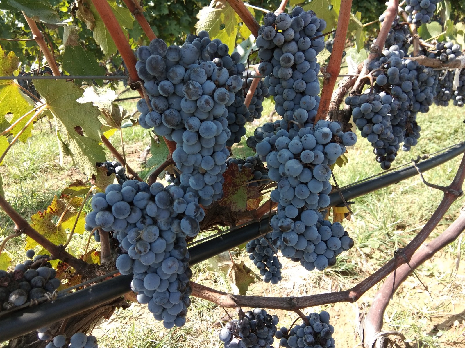 15711892162346.jpg 微信圖片_20190922093135.jpg