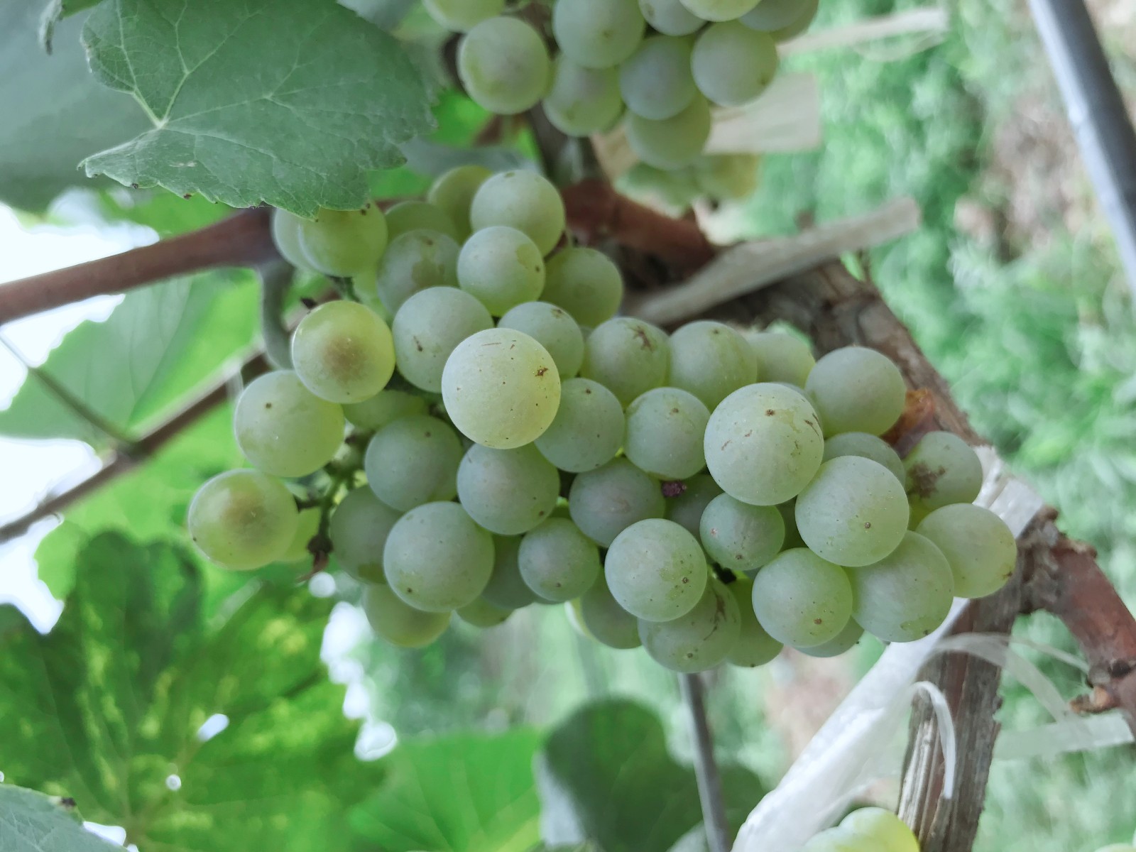 15712829184714.jpg 微信圖片_20190726101630.jpg