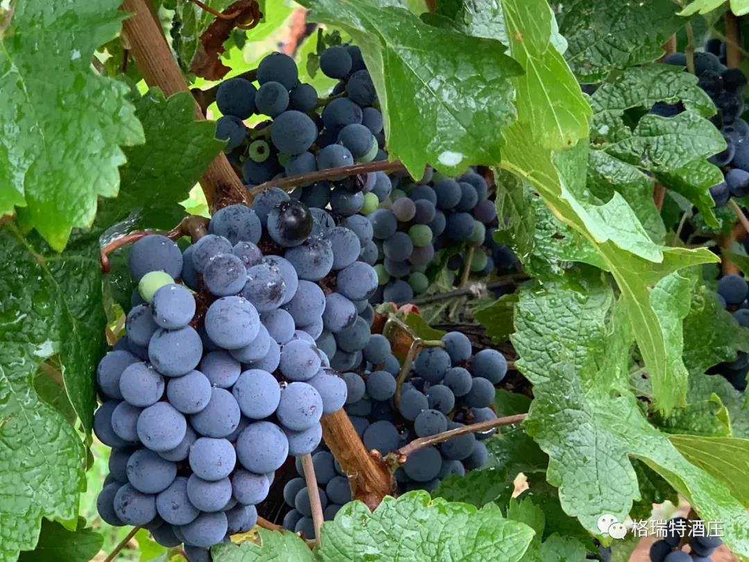 立秋：和去年相比，今年葡萄的變化居然這么大？