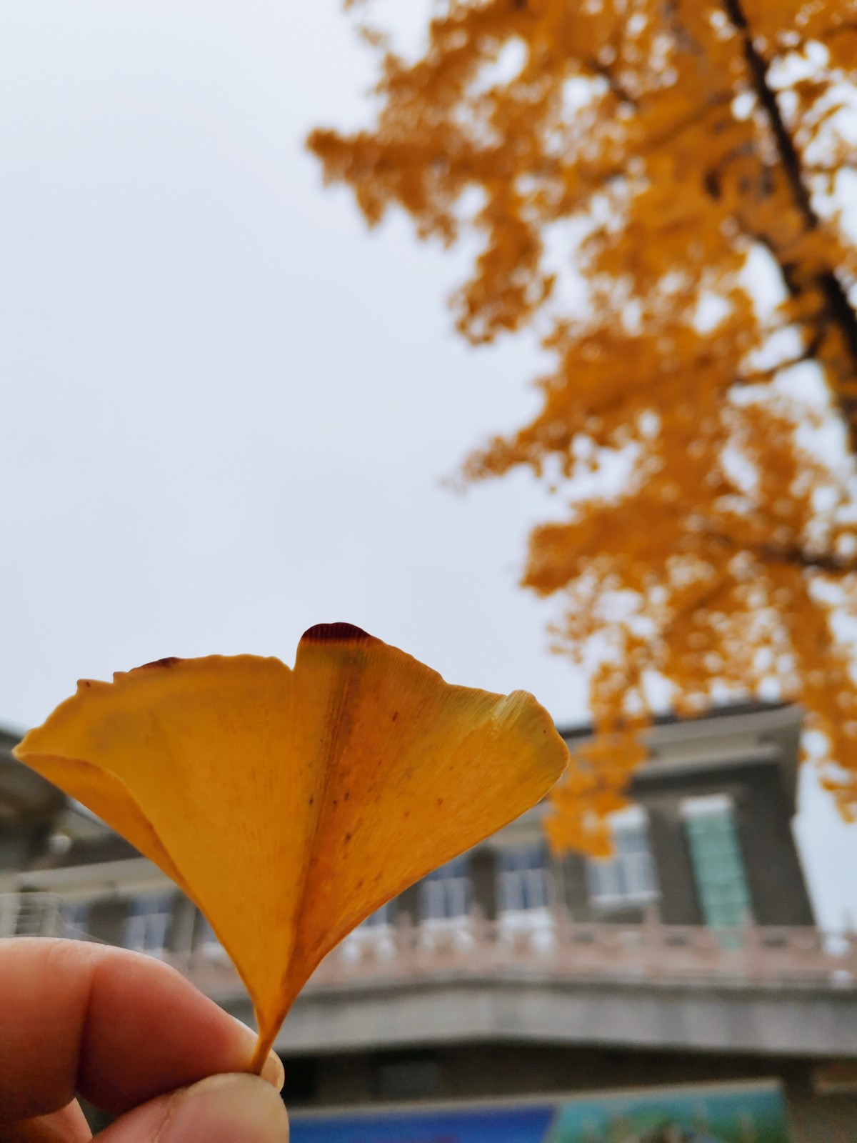 16039560235200.jpg 微信圖片_20201029084746.jpg