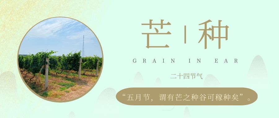 芒種 ▎風(fēng)吹葡園浪，蟬鳴夏始忙