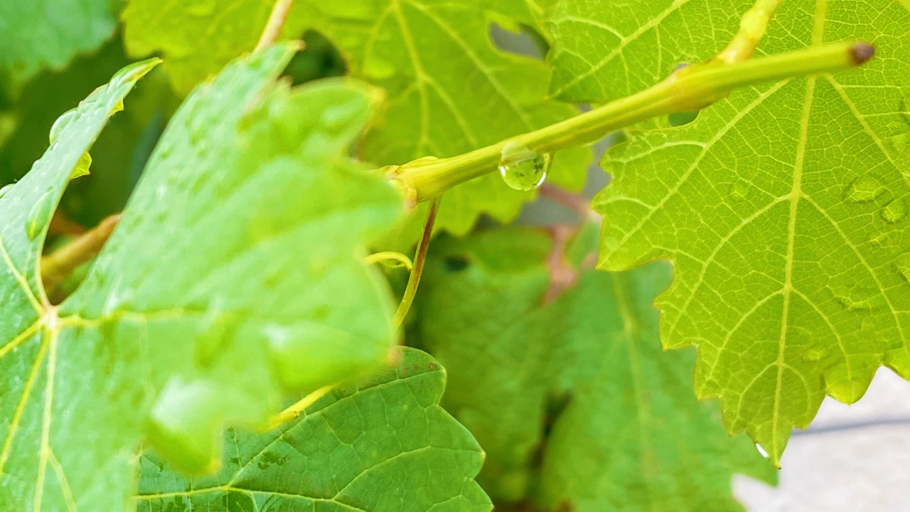 夏至 ▎萬物酣暢生長(zhǎng)，葡園美好悠揚(yáng)
