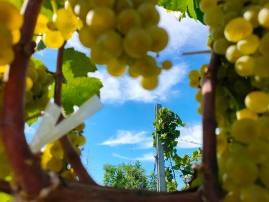 人間散落滴滴露，凝結(jié)（格瑞特）一個秋|白露